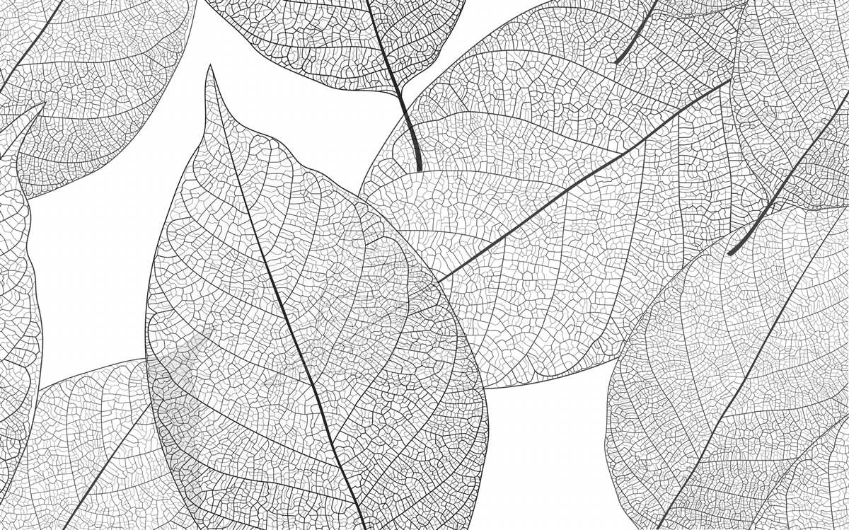 Фотошпалери прозоре велике листя