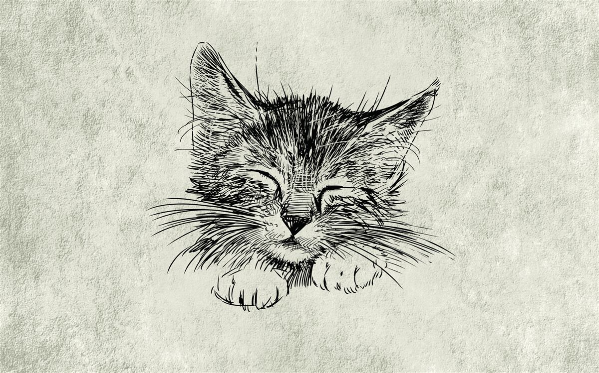 Фотошпалери на фото зображений кіт із заплющеними очима