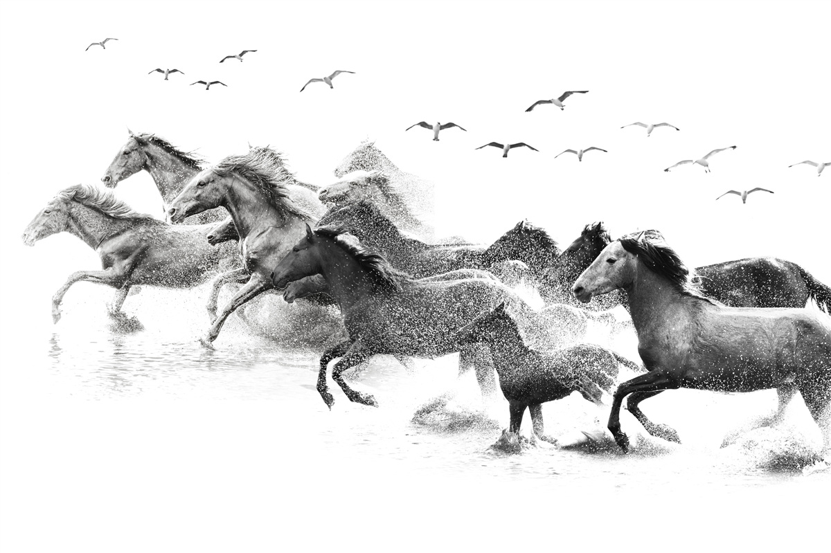Фотошпалери багато коней, що скачуть