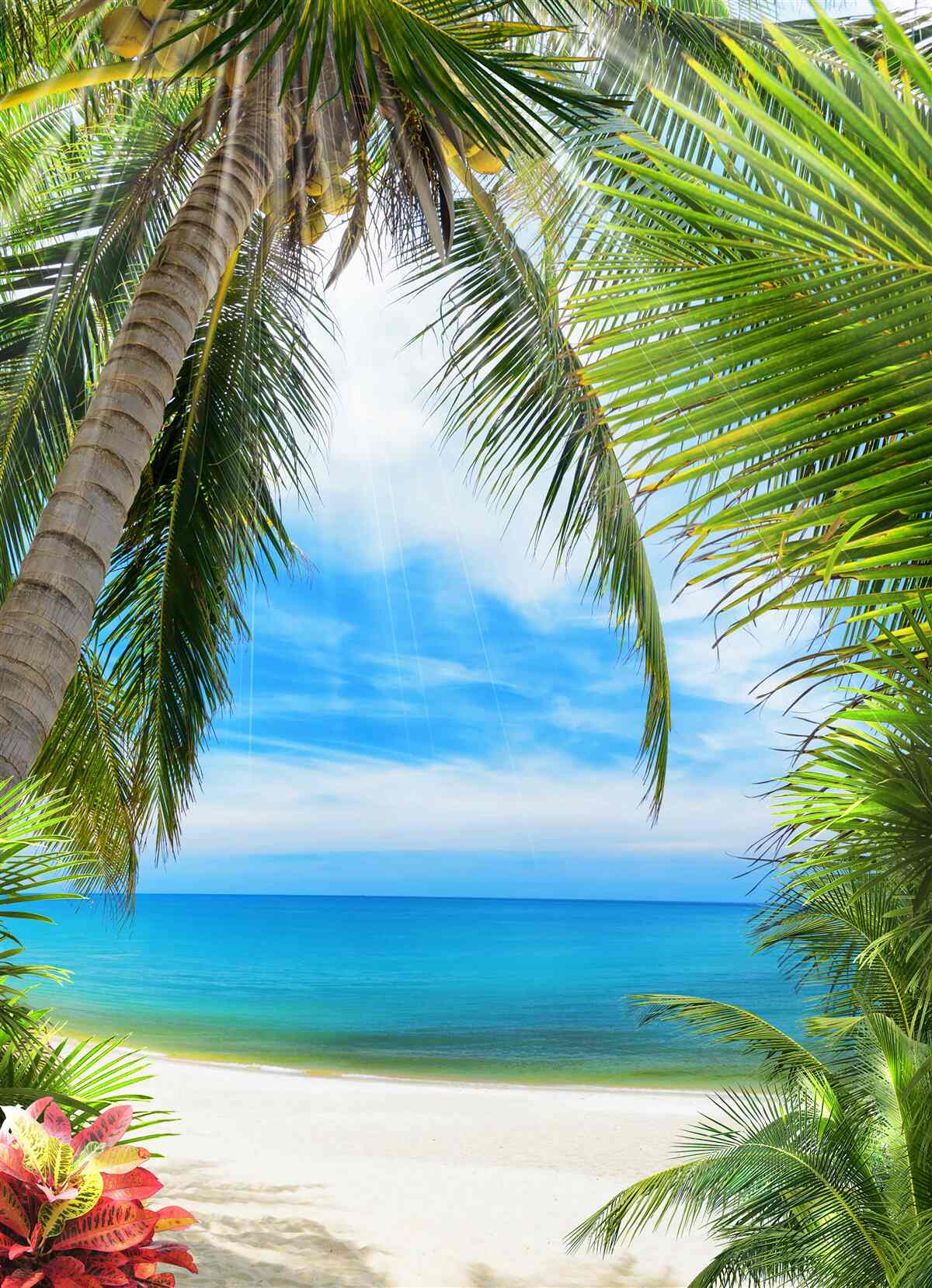 Фотошпалери стежка до океану крізь пальми