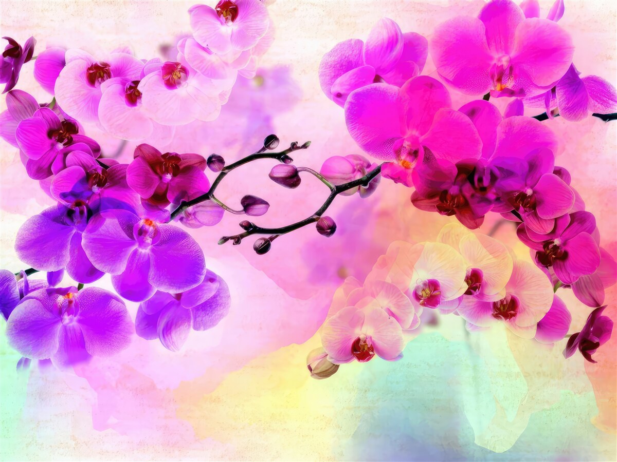 Фотошпалери орхідеї всіх відтінків веселки