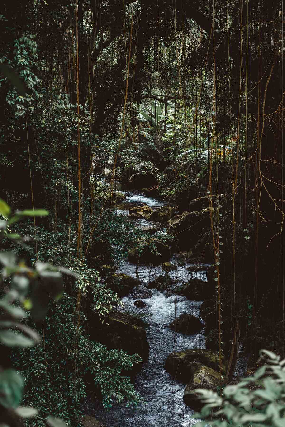 Фотошпалери лісова річка