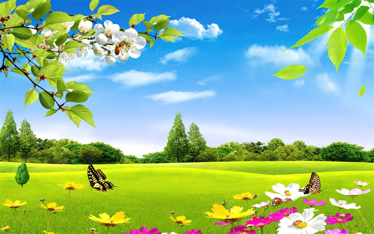 Фотошпалери зелений газон і метелик