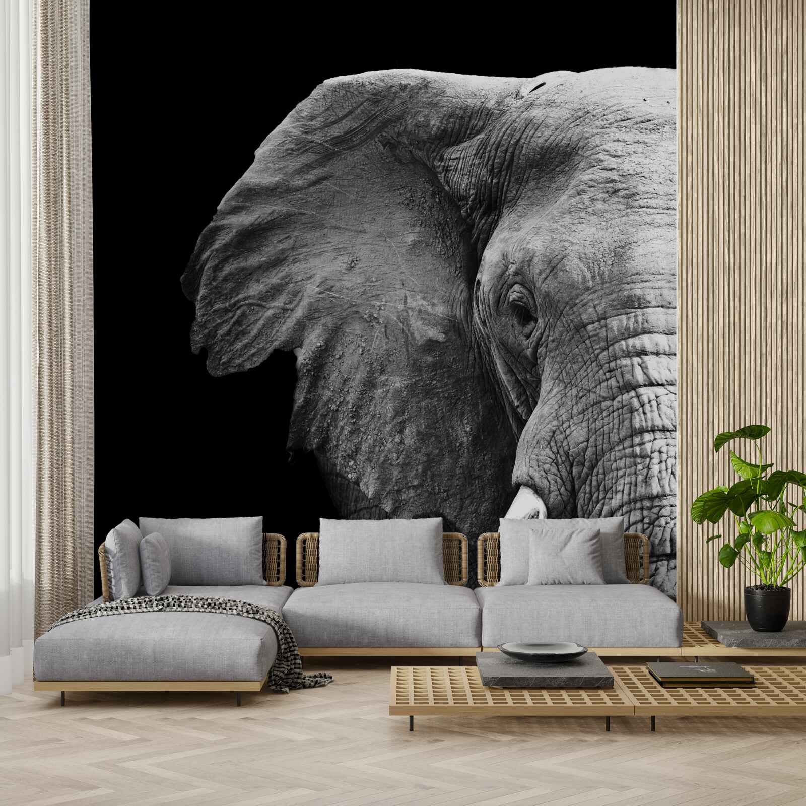 Фотошпалери великий план слона на чорному тлі