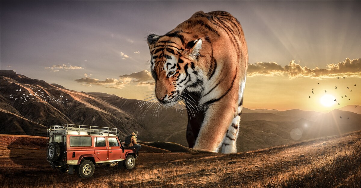 Фотошпалери великий тигр спостерігає за машиною