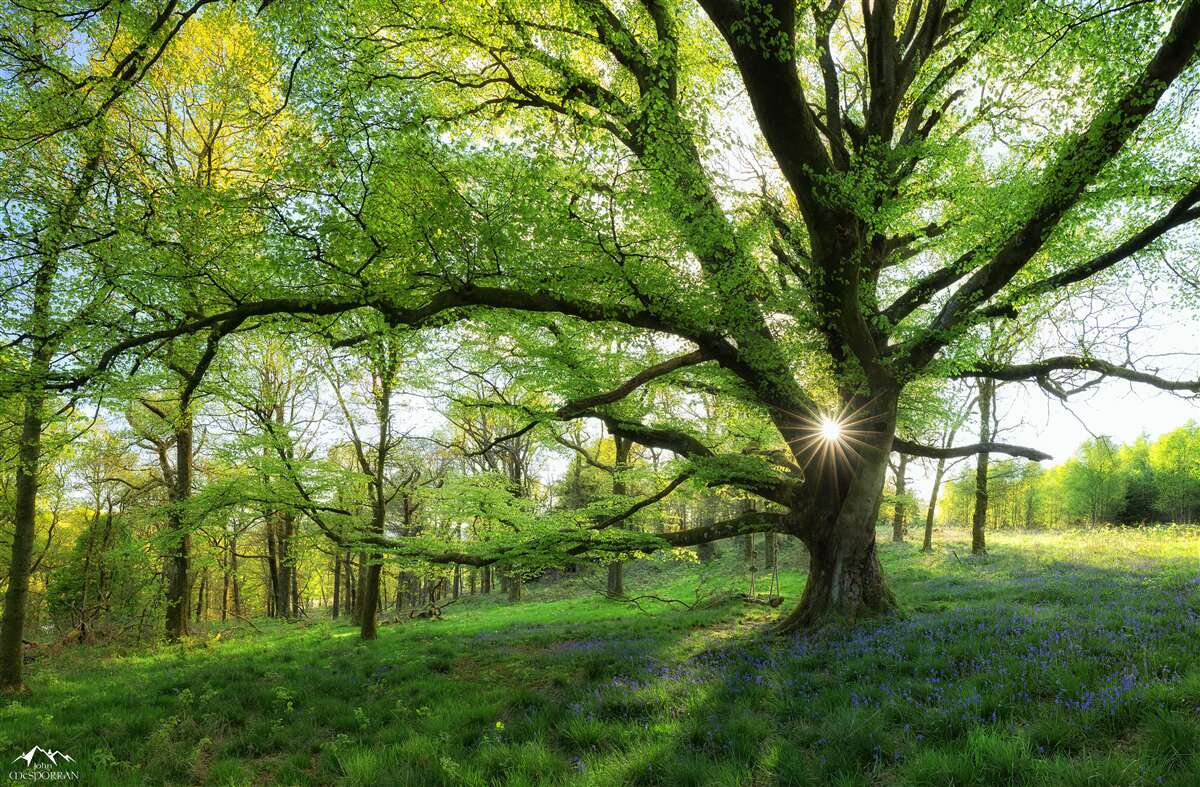 Фотошпалери красивий зелений ліс