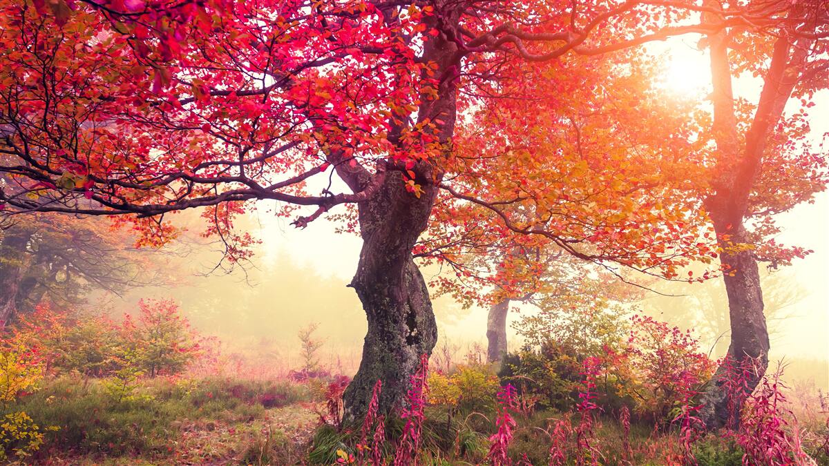 Фотошпалери квітучі дерева посеред туманного лісу