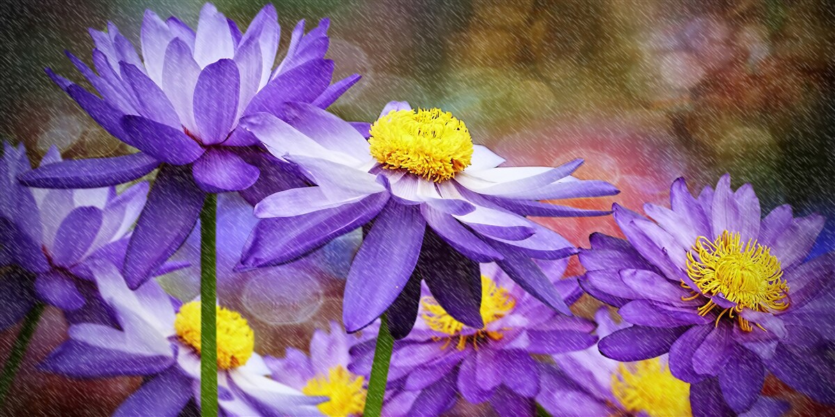 Фотошпалери фіолетові квіти з жовтою серединою