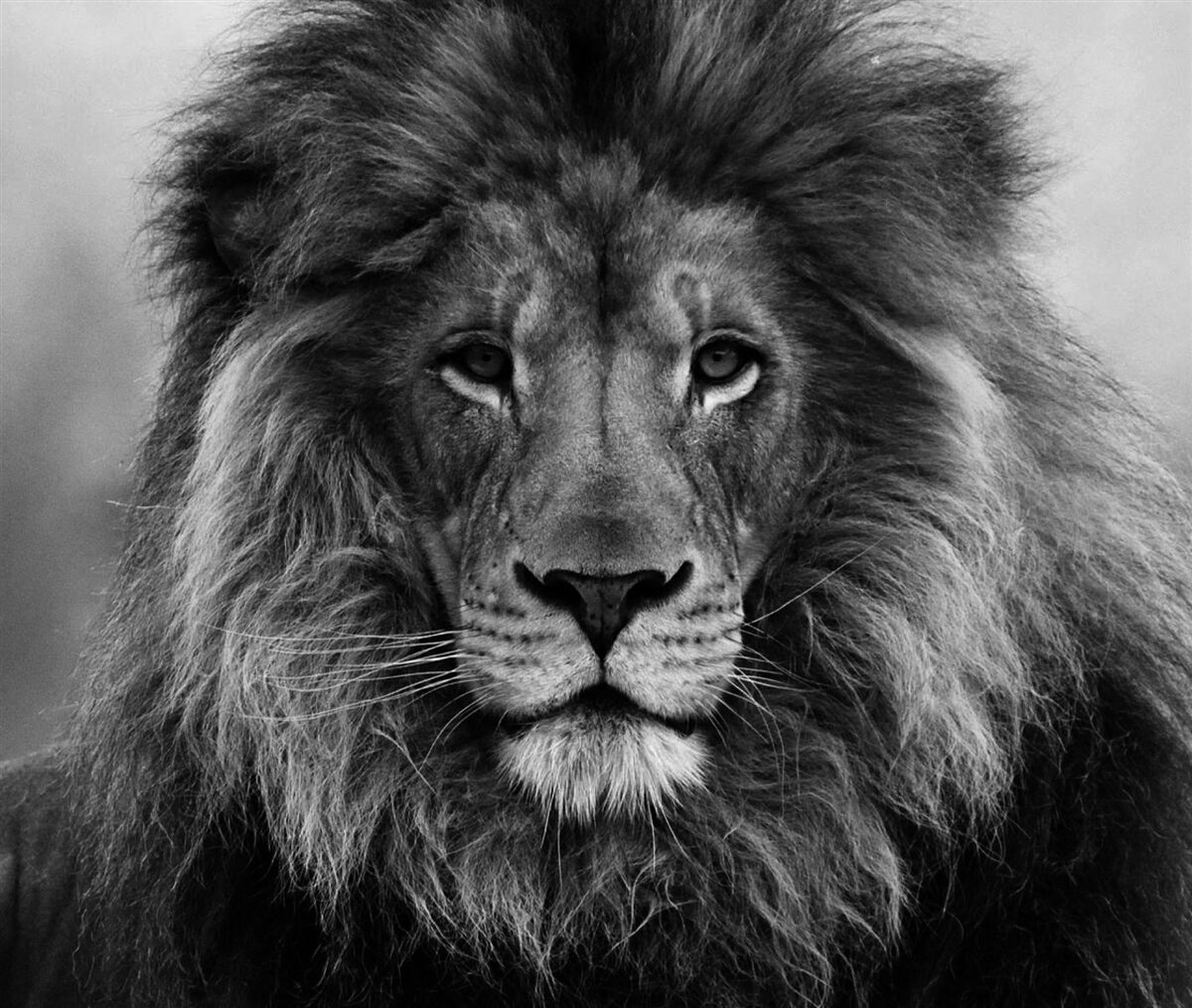 Фотошпалери образ зрілого лева