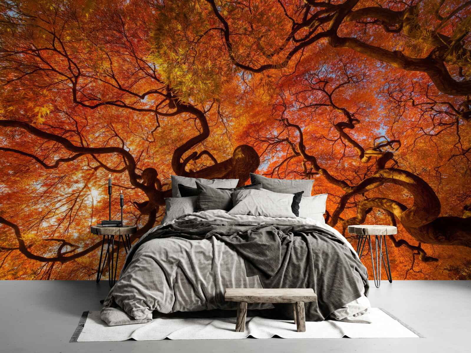 Фотошпалери Вигляд дерева знизу восени