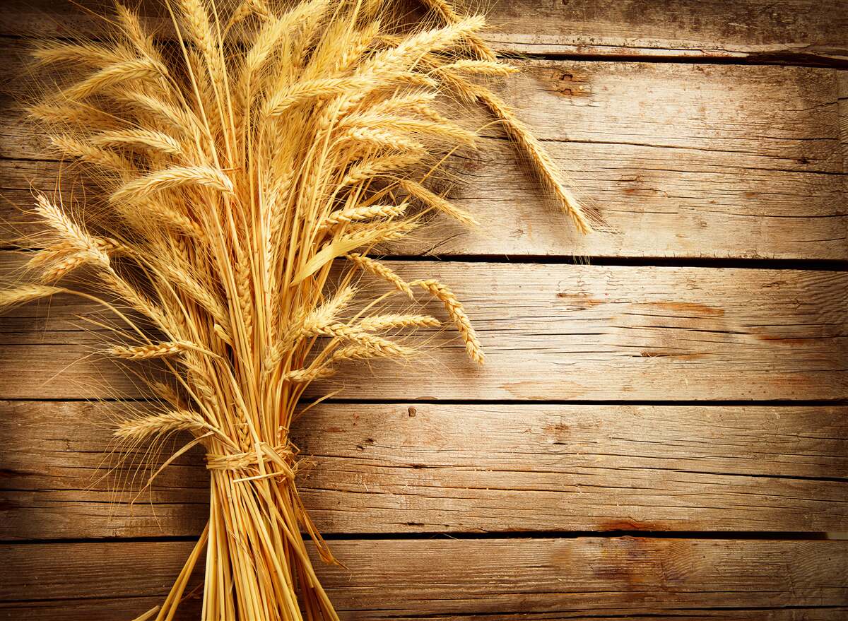 Фотошпалери пучок пшеничних колосків