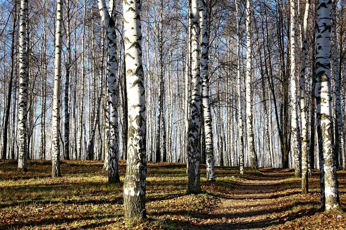 Фотошпалери листя опало з дерев