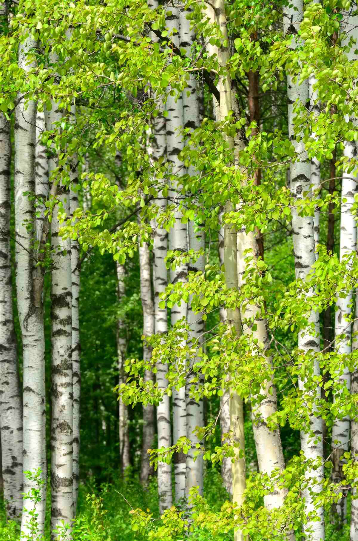 Фотошпалери березовий ліс