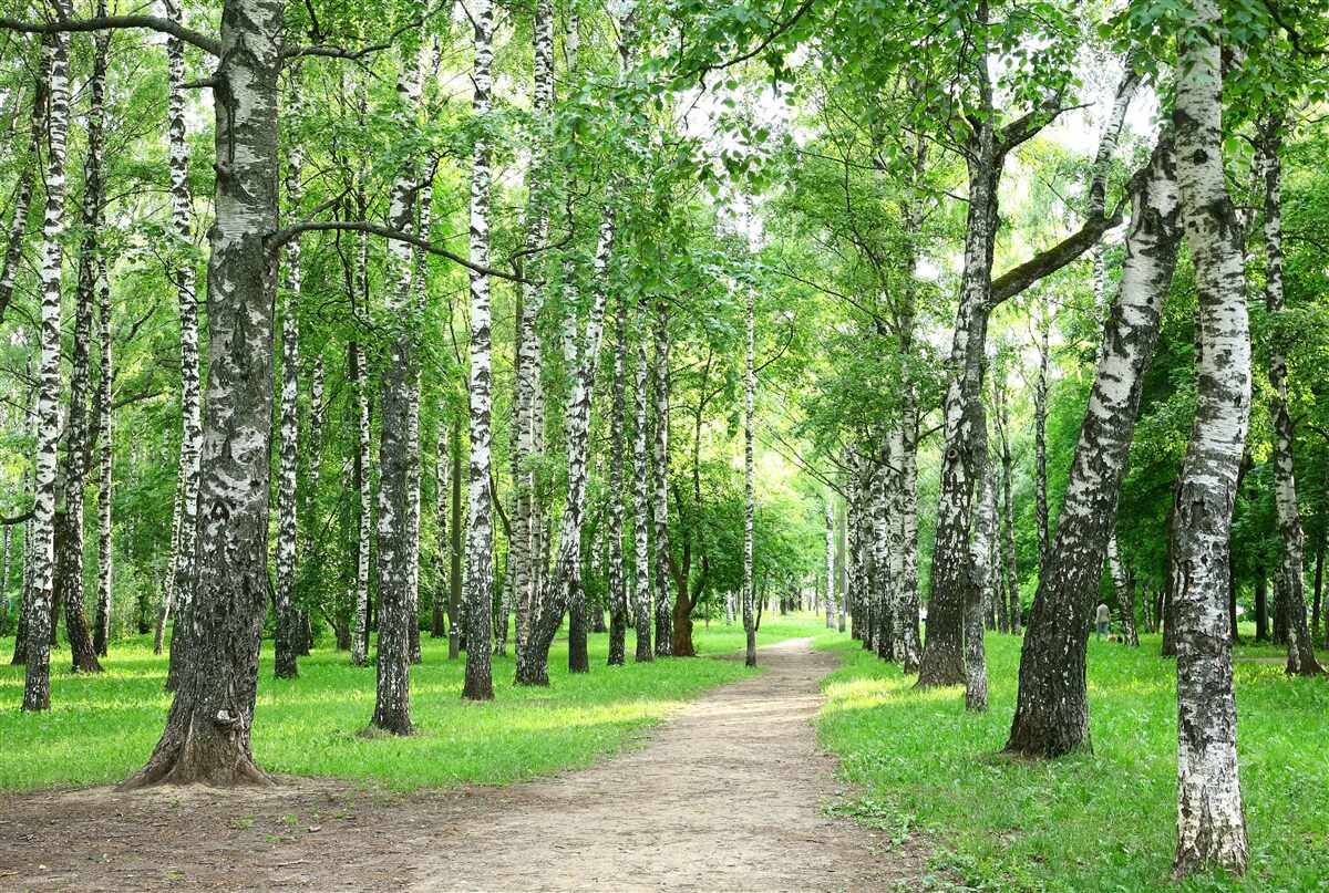 Фотошпалери стежка, що веде до гаю