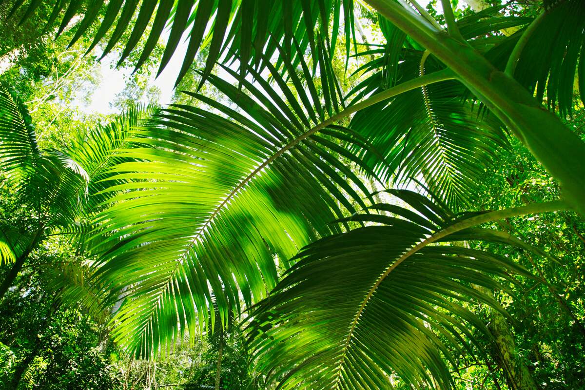 Фотошпалери велике зелене листя