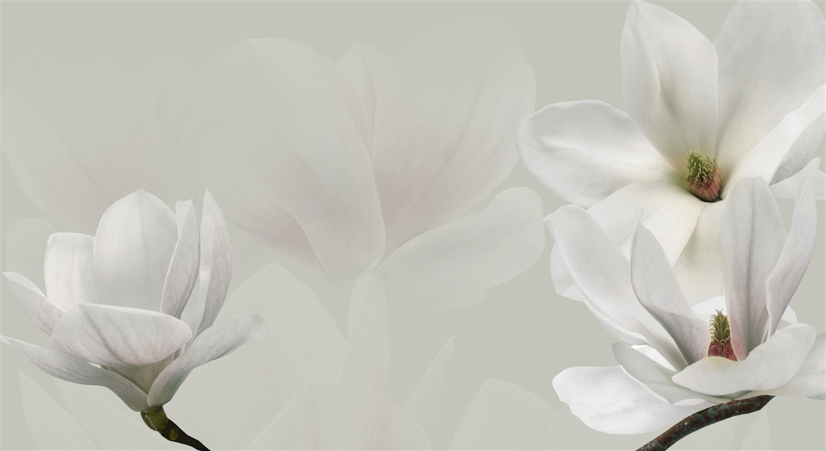 Фотошпалери великі білі квіти