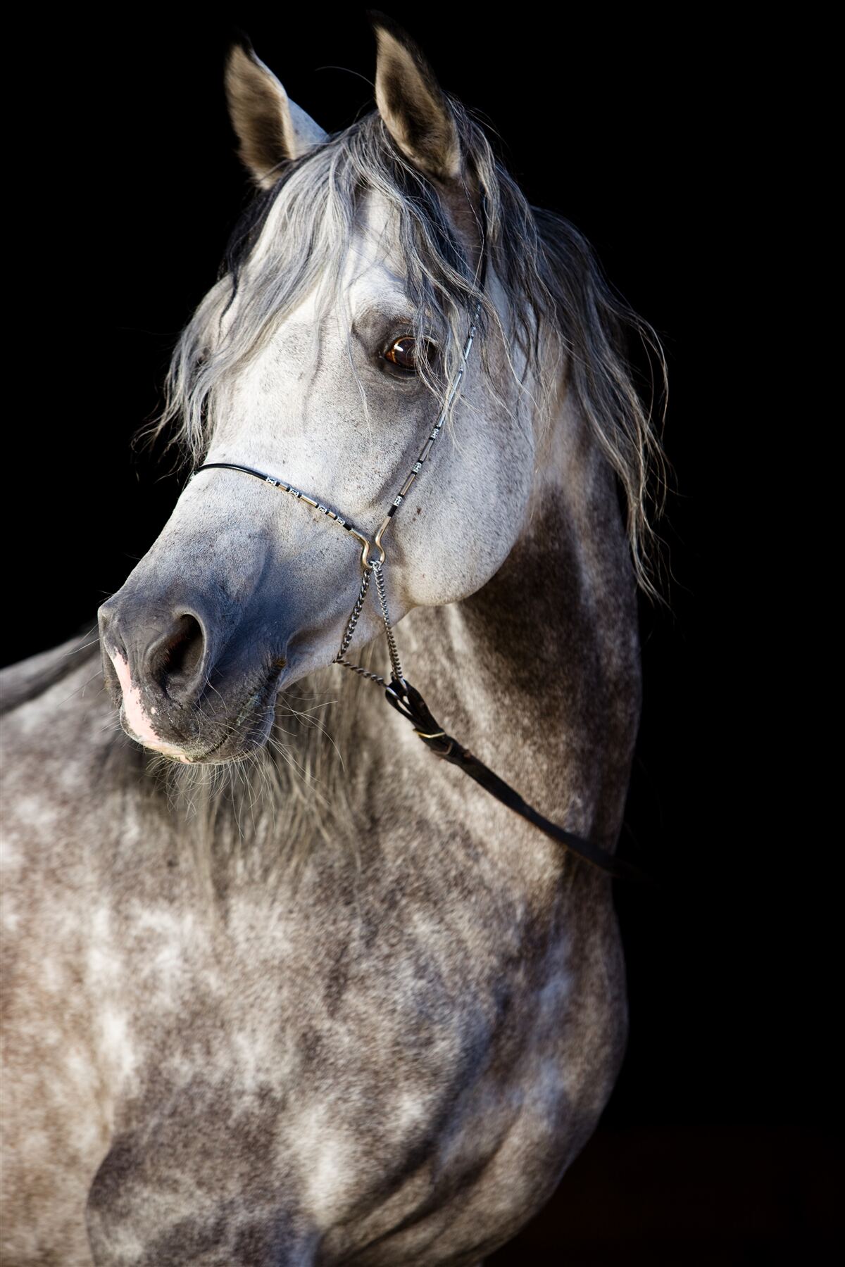 Фотошпалери елегантний силует коня на темному тлі