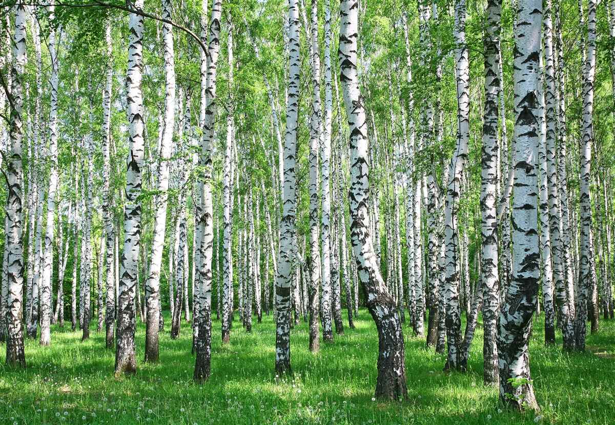 Фотошпалери у лісі багато беріз