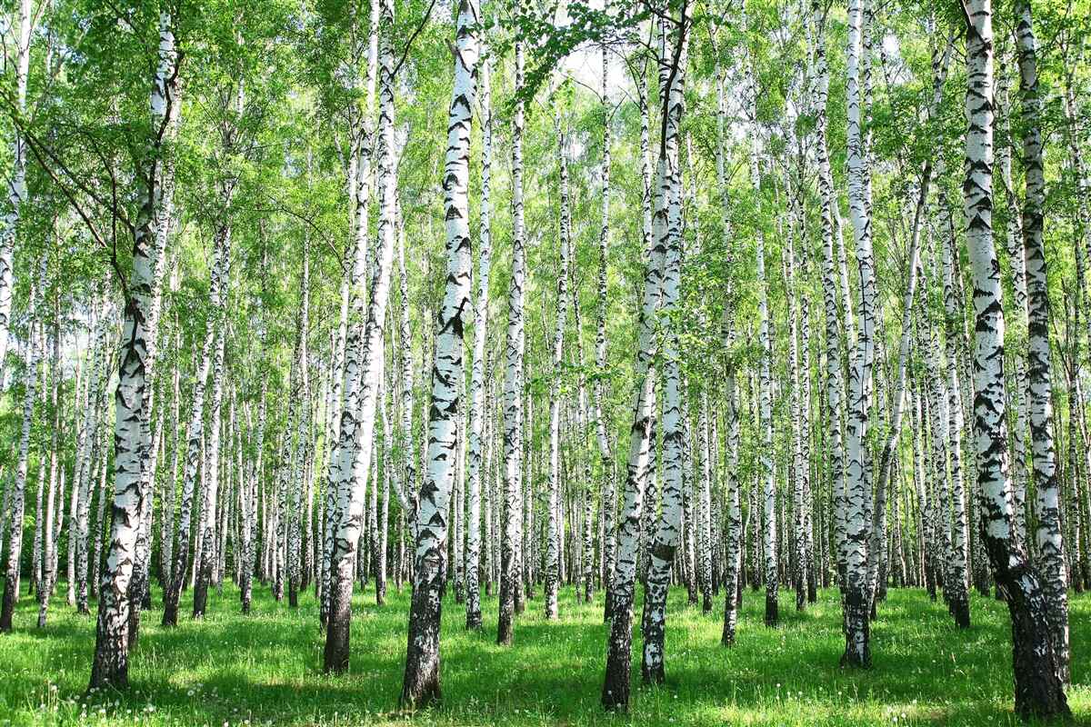 Фотошпалери граціозні, до неба берізки