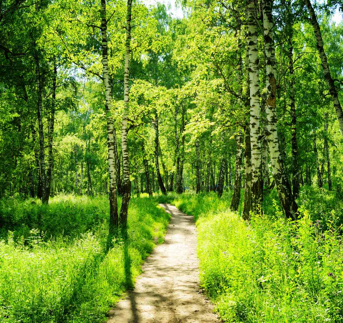 Фотошпалери доріжка, оточена зеленими деревами