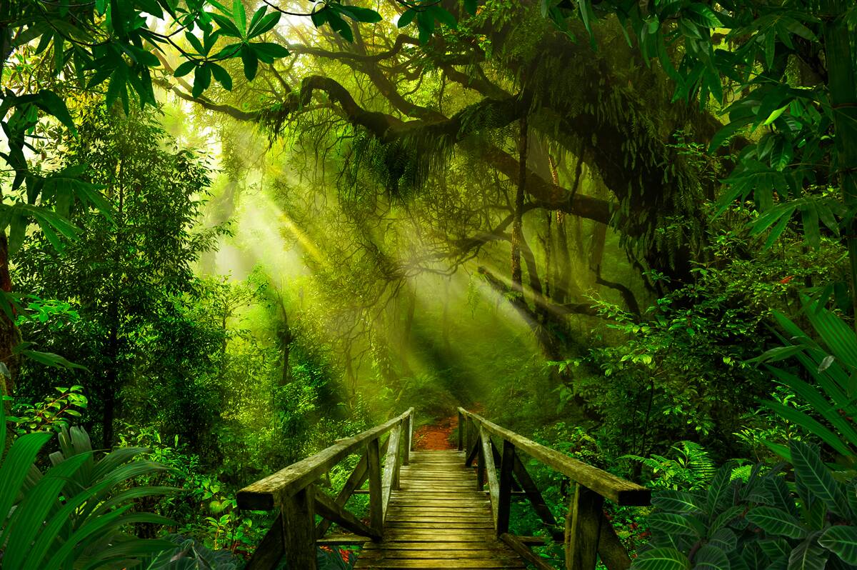 Фотошпалери міст у глибині лісу