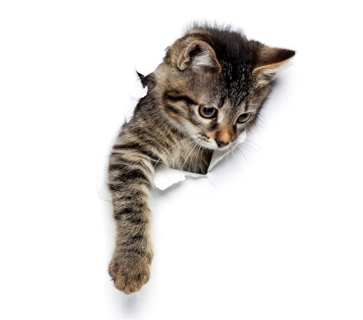 Фотошпалери з білої стіни з'являється кошеня