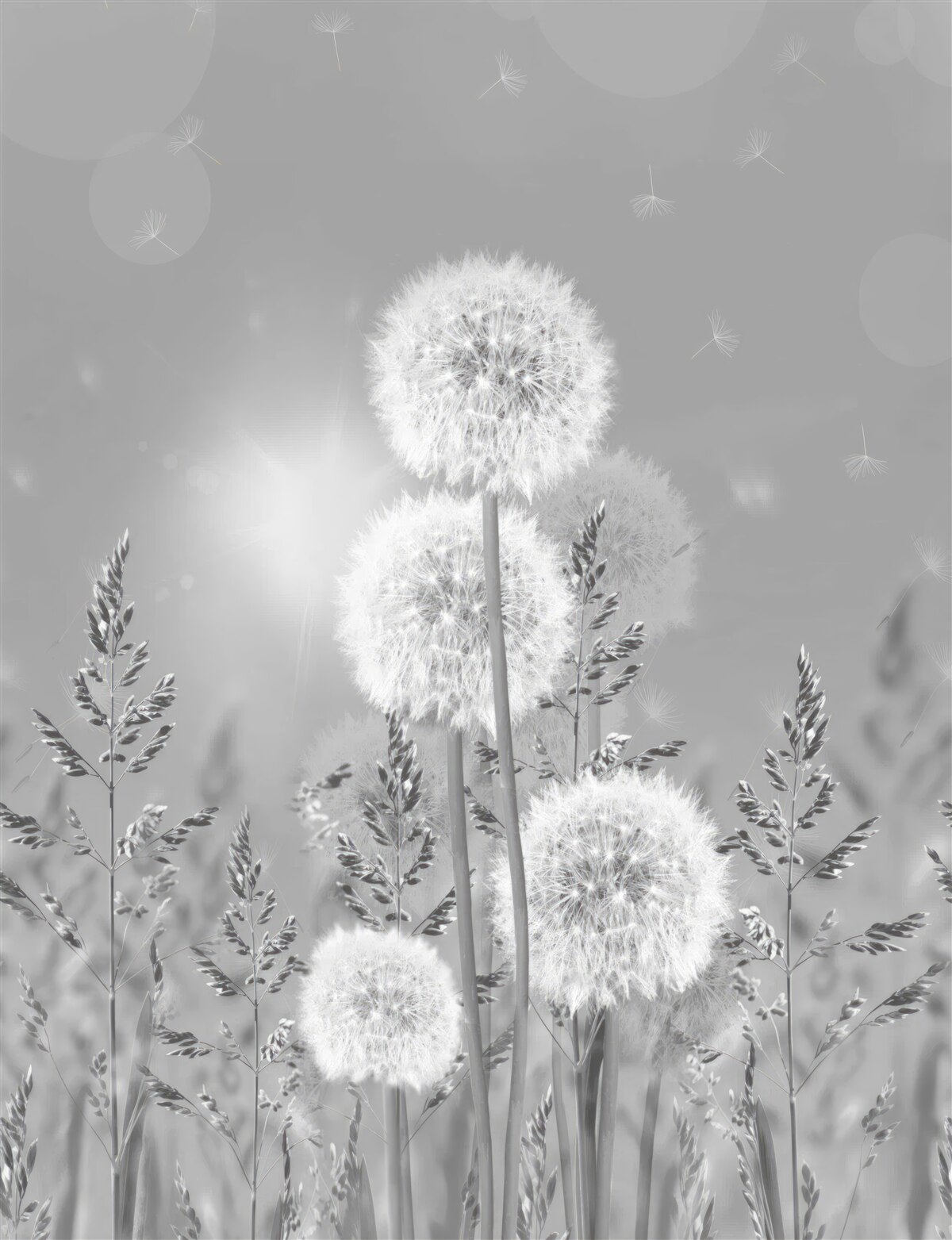 Фотошпалери кульбаби у відтінках чорного та білого