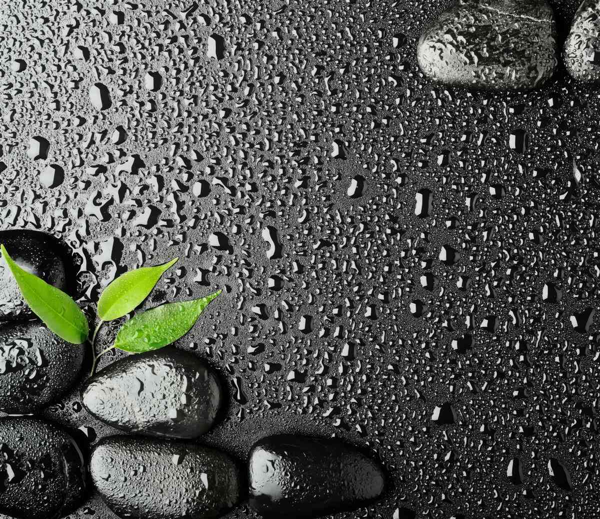 Фотошпалери зелене листя і чорне каміння