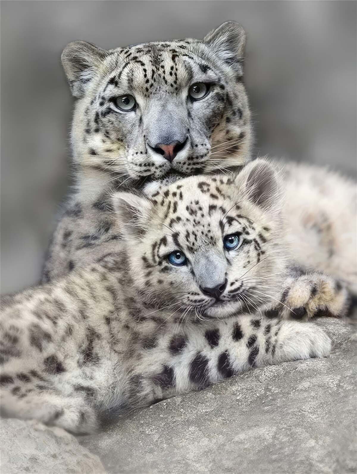 Фотошпалери леопард з дитинчам