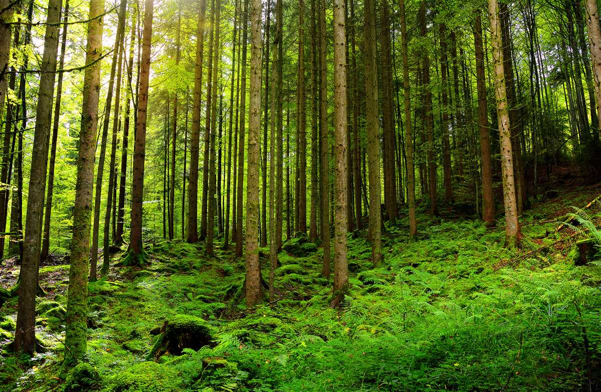 Фотошпалери сонячні промені проникають у ліс