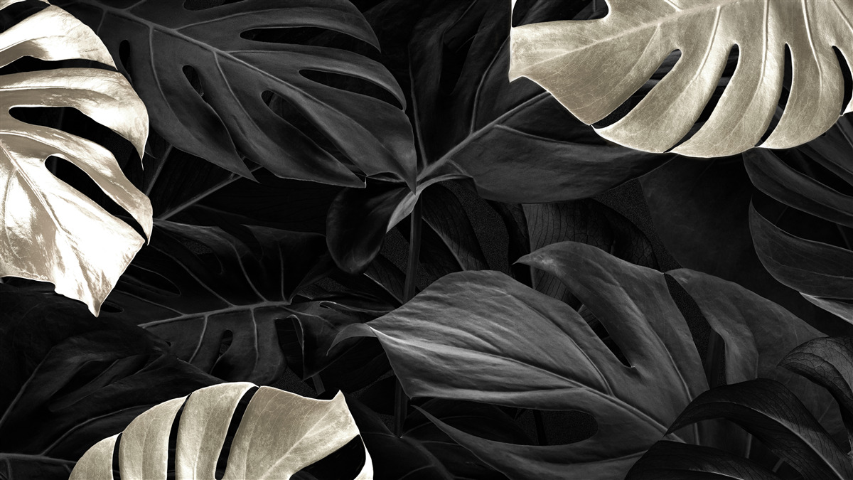 Фотошпалери Білосніжне листя монстери на чорному тлі