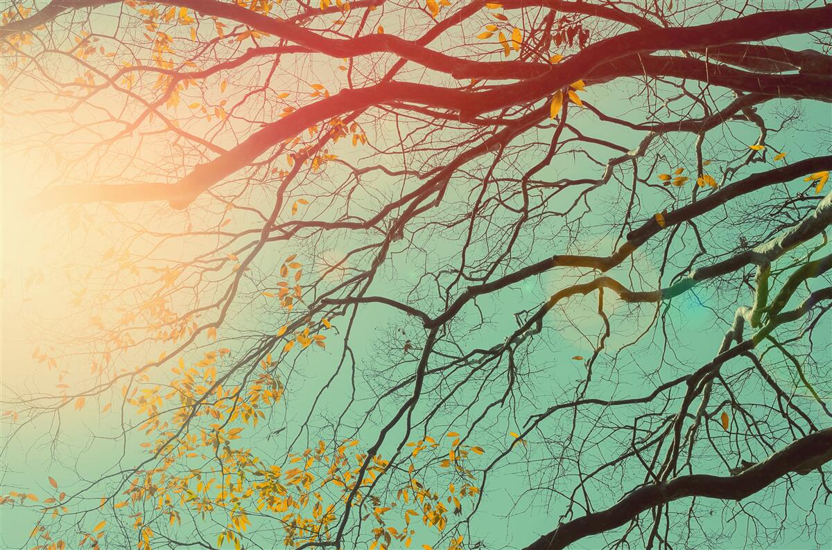 Фотошпалери гілки дерев видніються на тлі неба