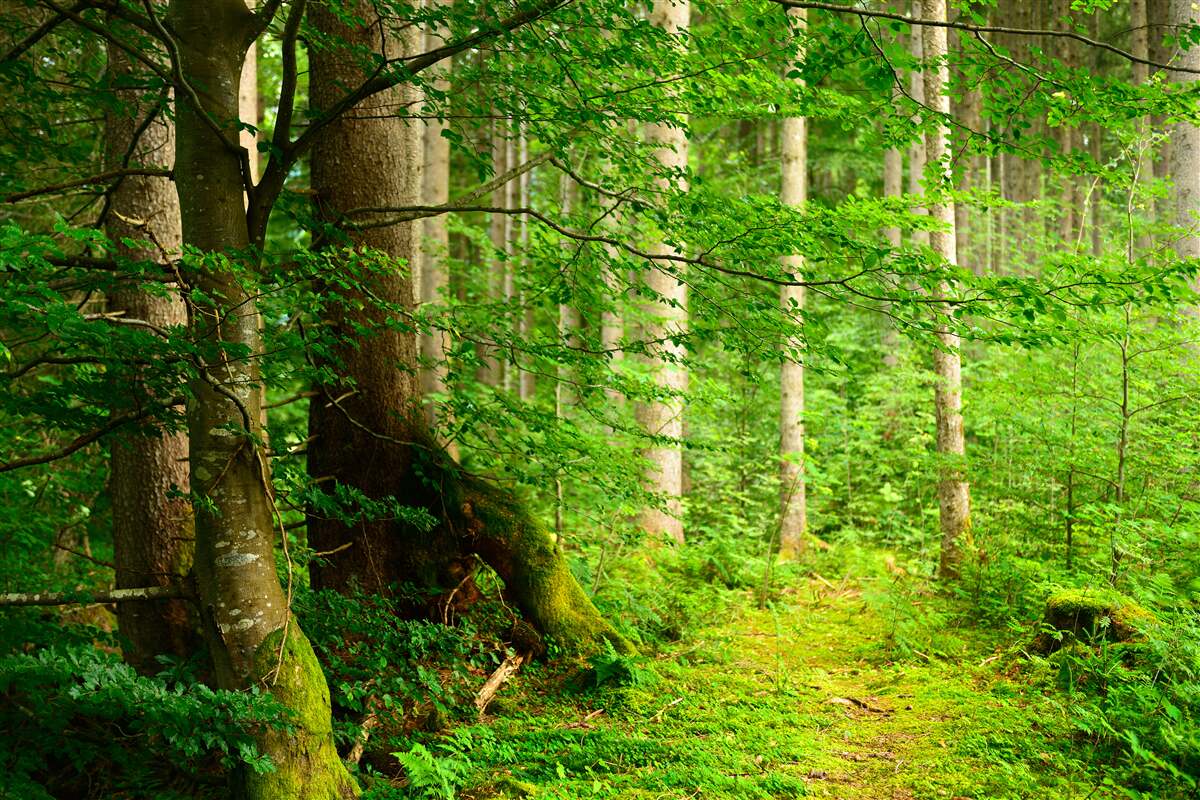 Фотошпалери пишний зелений літній ліс
