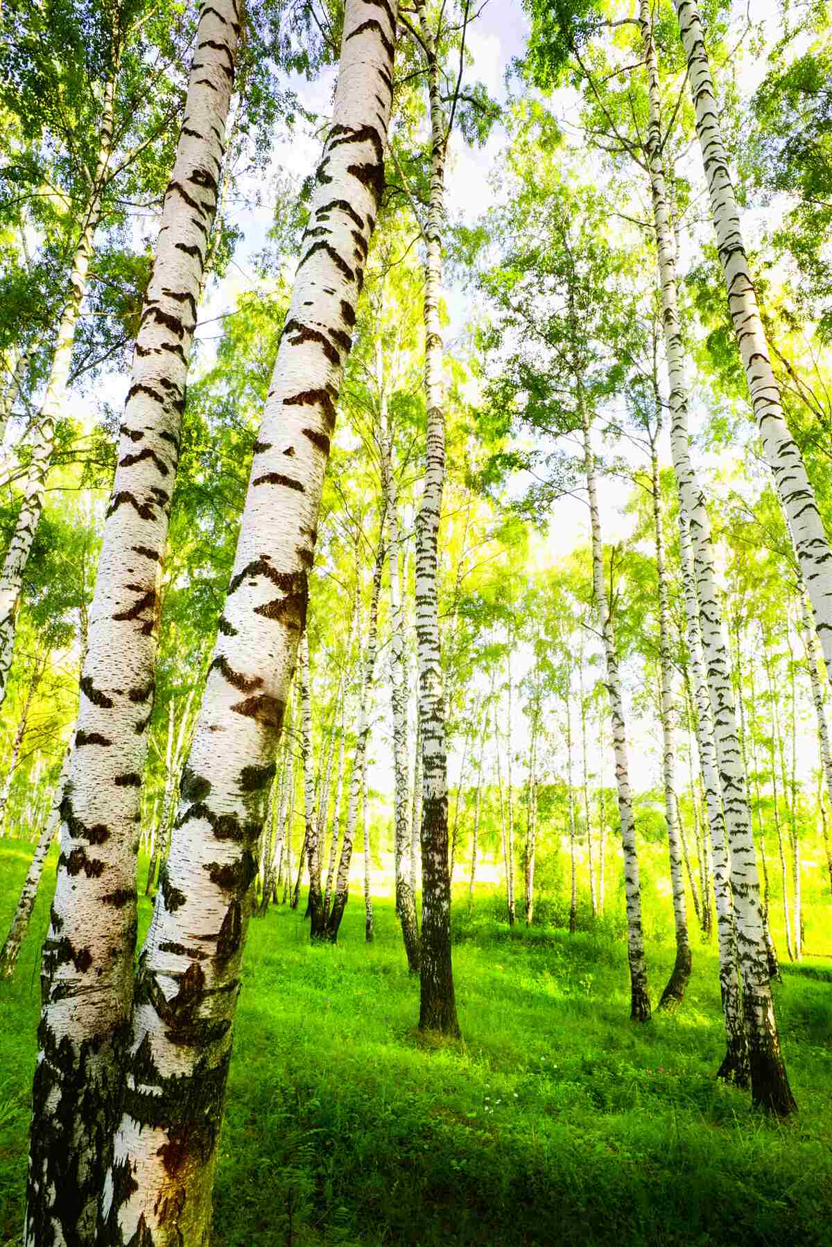 Фотошпалери літній гай зі струнких беріз
