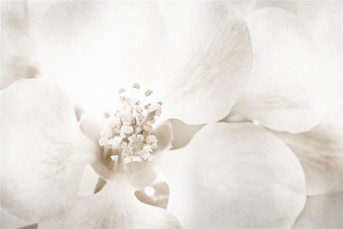 Фотошпалери великий ніжний бутон орхідеї