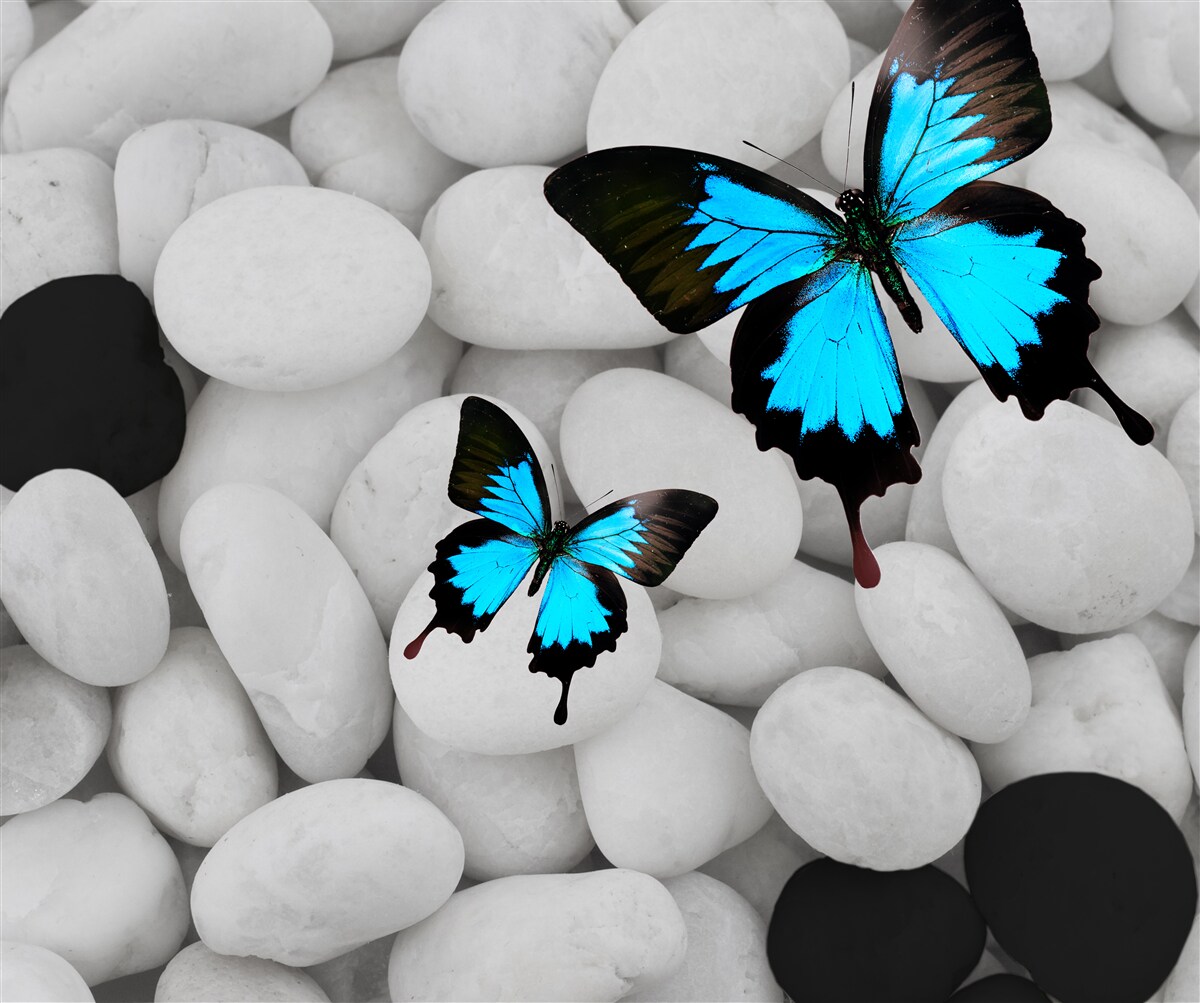 Фотошпалери різнокольорові метелики на яскравих каменях