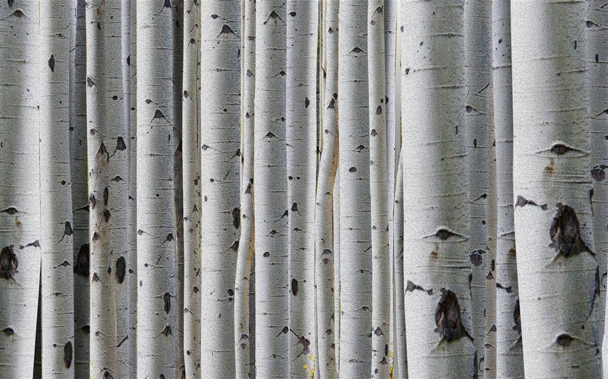 Фотошпалери березовий ліс