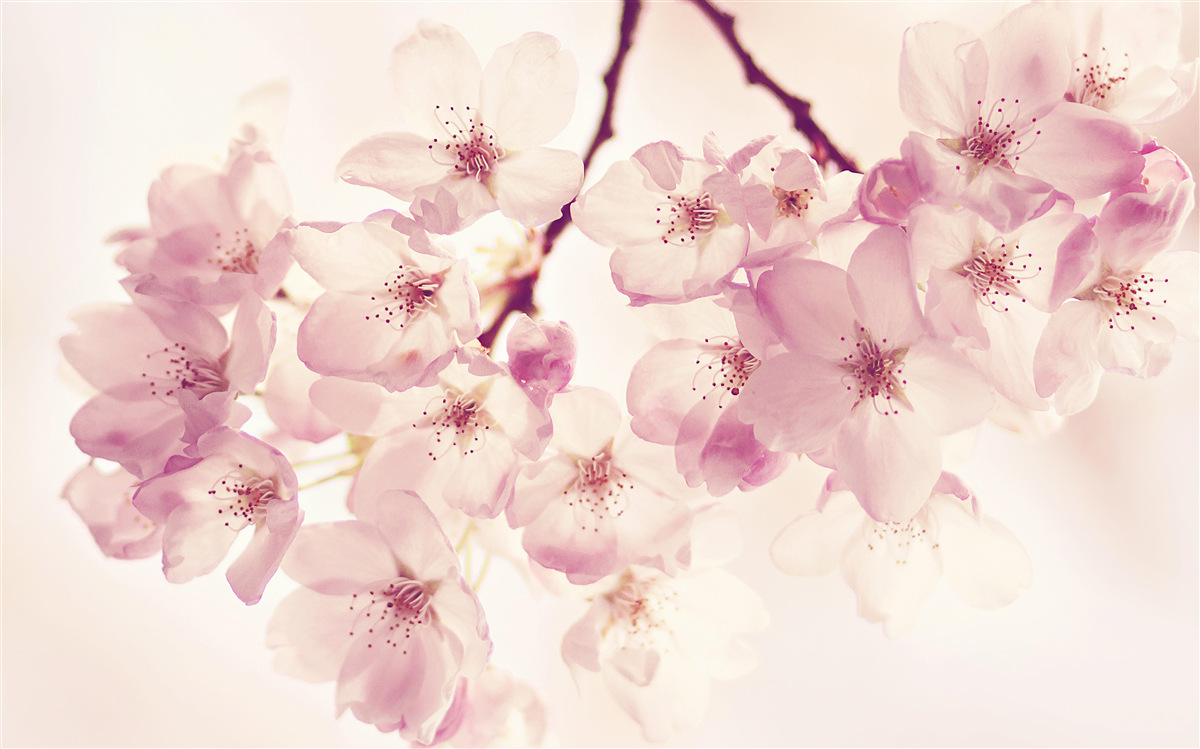 Фотошпалери цвітіння дикої вишні, сповнене ніжності