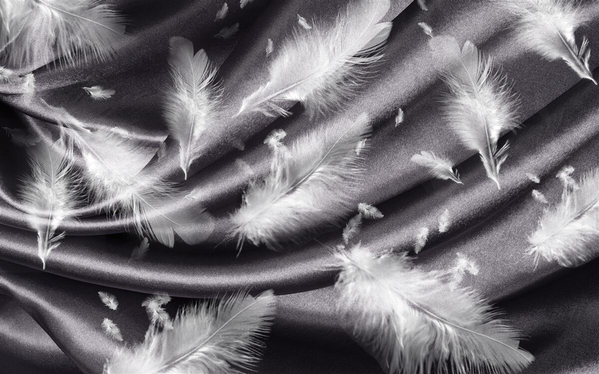 Фотошпалери пір'я білого кольору розміщене на сірій тканині