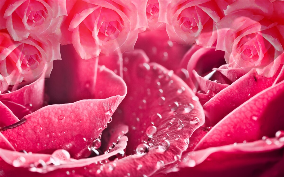 Фотошпалери краплі роси на троянді