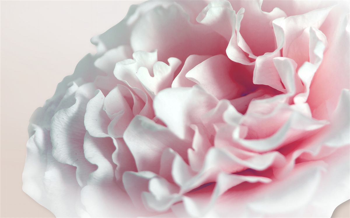 Фотошпалери м'який, світло-рожевий пончик