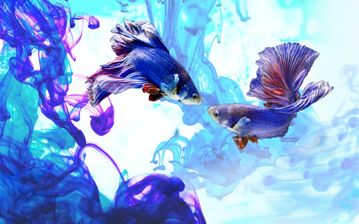 Фотошпалери водні мешканці з хвостами граються у вологій стихії