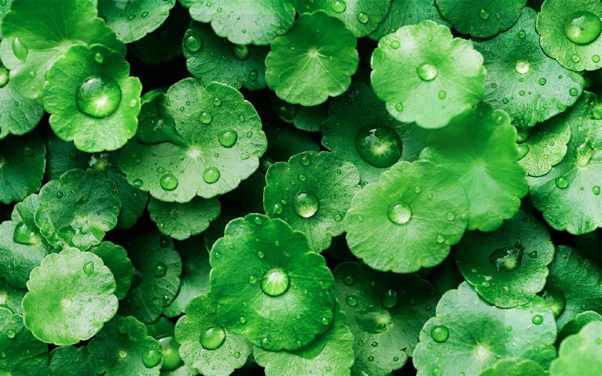 Фотошпалери зелене листя, вкрите свіжими краплями води