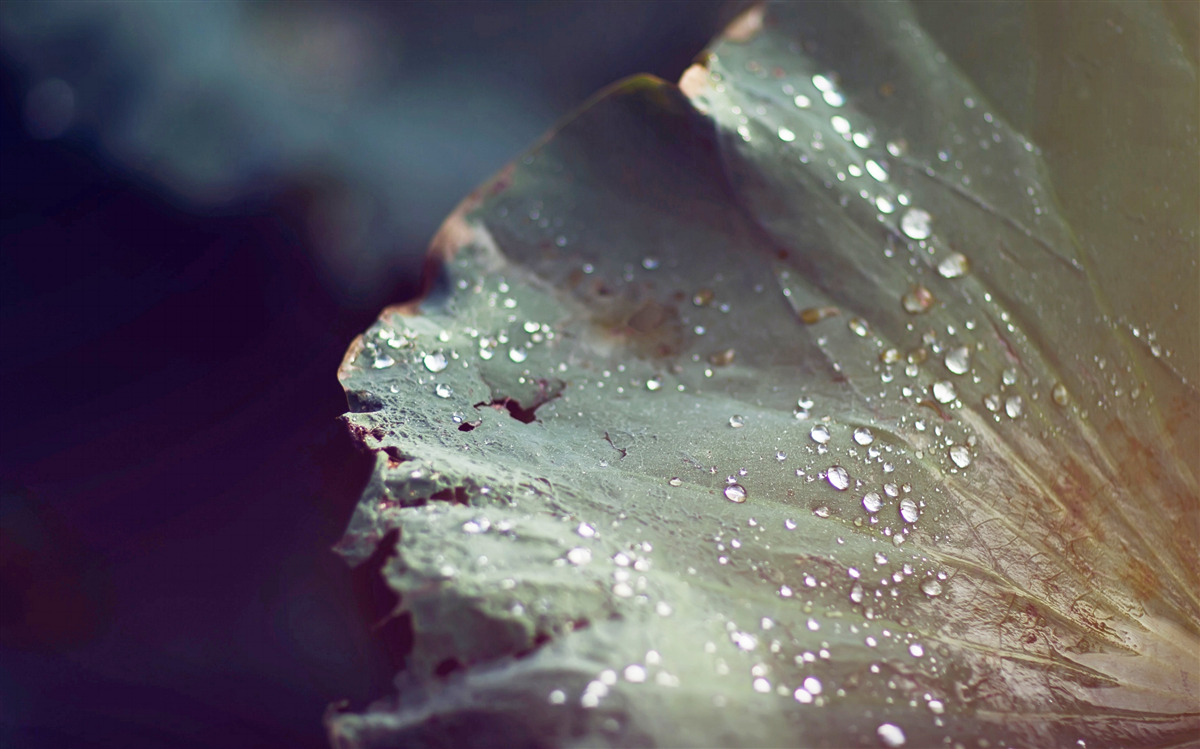 Фотошпалери зернятка ранньої роси на листі