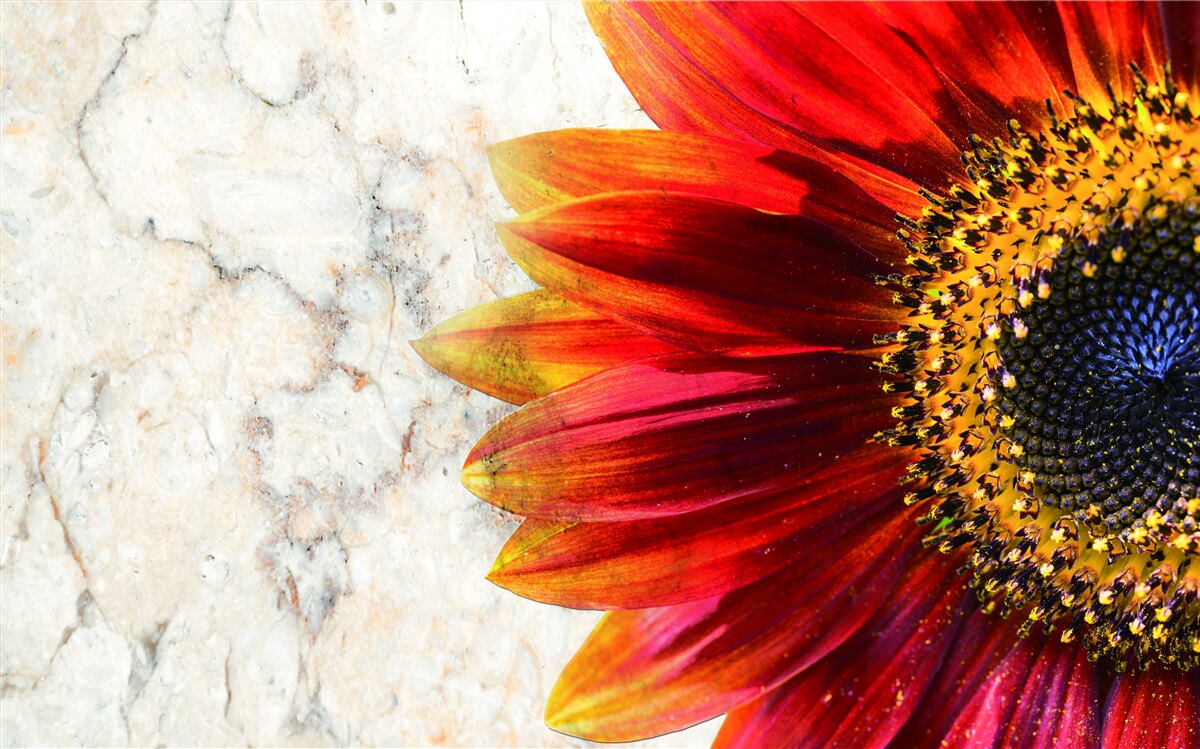 Фотошпалери величезна червоно-помаранчева гербера