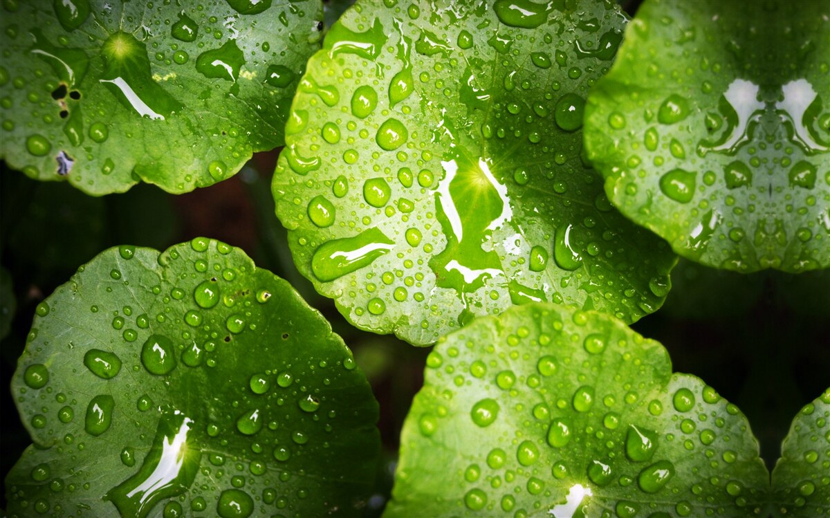 Фотошпалери листя, омите краплями дощу, набуло насиченого зеленого відтінку