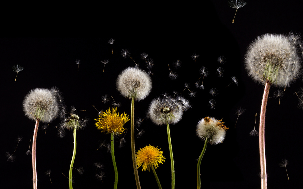 Фотошпалери епохи існування молочних продуктів