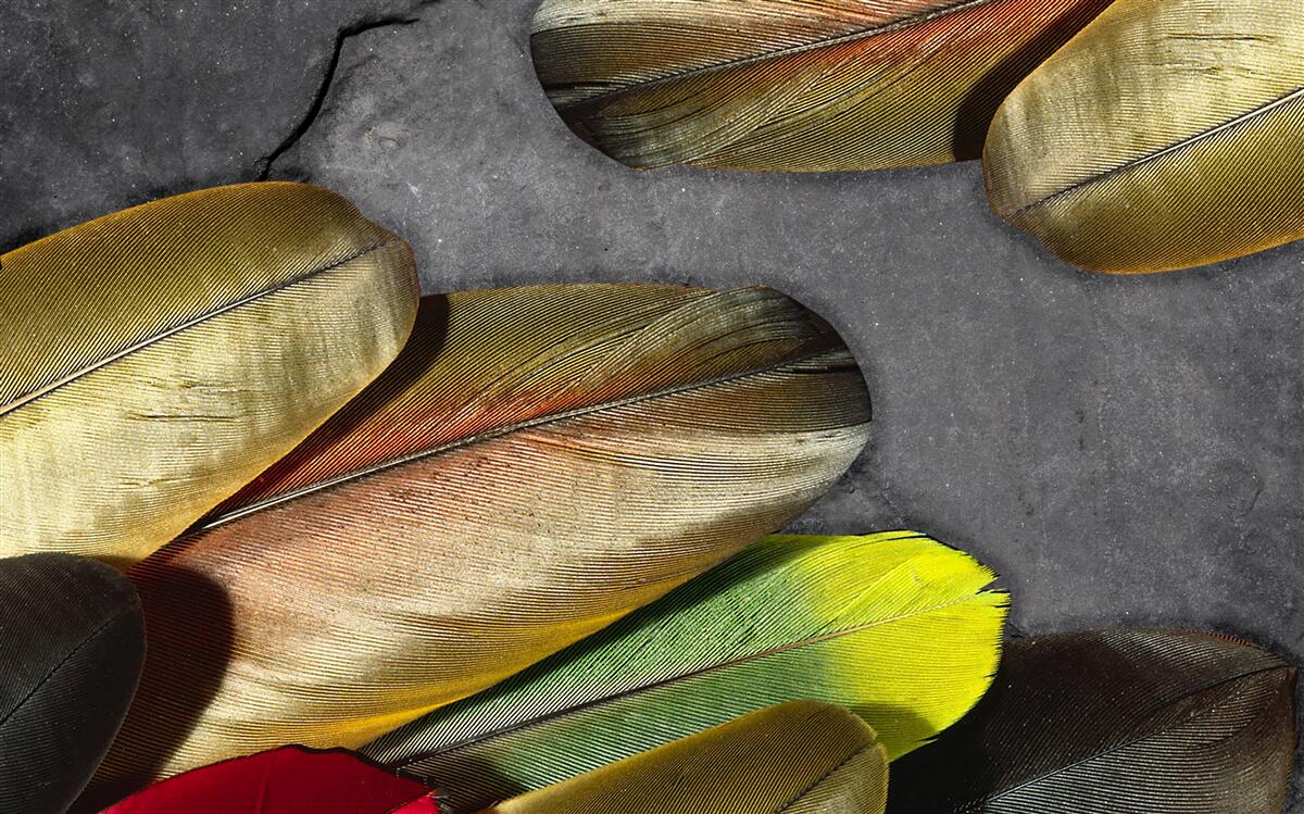 Фотошпалери золоте пір'я виблискує на сірому тлі