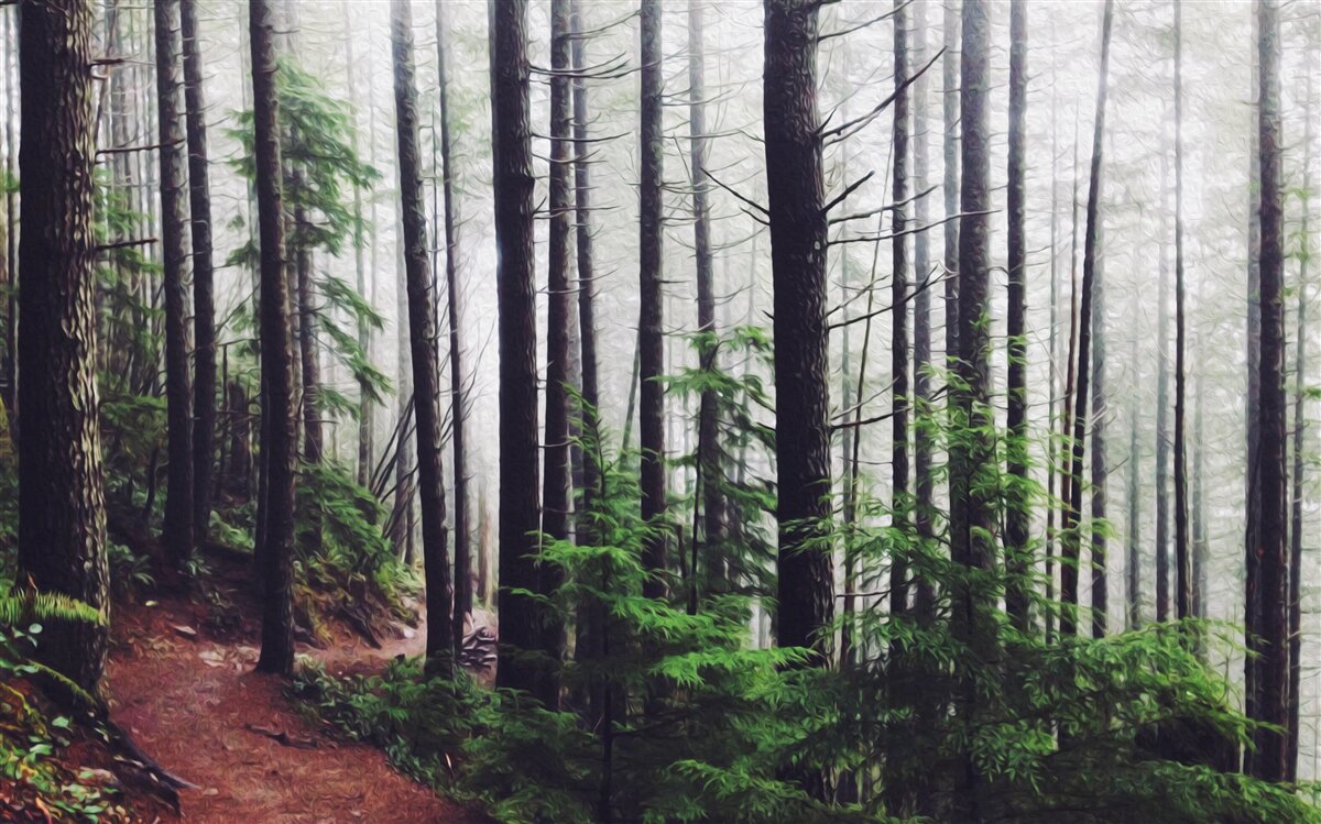 Фотошпалери туманний ліс сповнений високих і струнких дерев