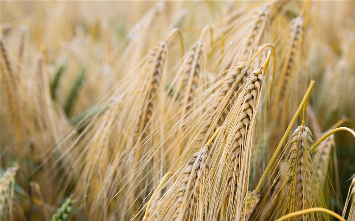 Фотошпалери поле дозріваючих колосків пшениці